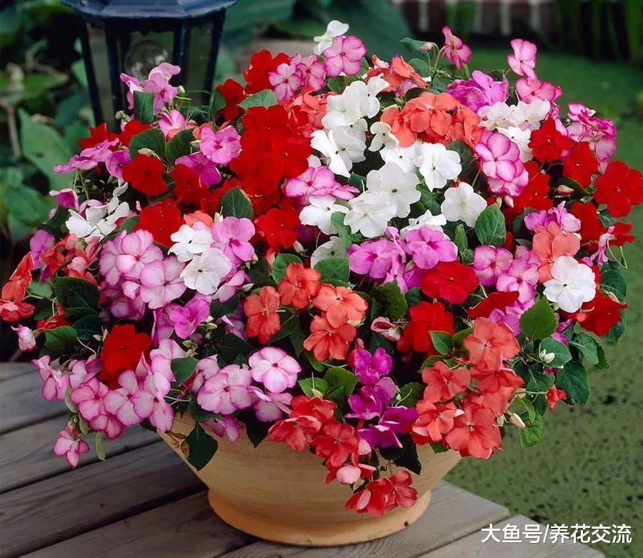 凤仙花养在半阴处就能经常开花, 轻松开成一片红色花海