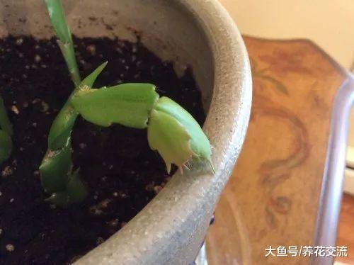 蟹爪兰换盆之后不再开花的原因, 促进开花的几个技巧