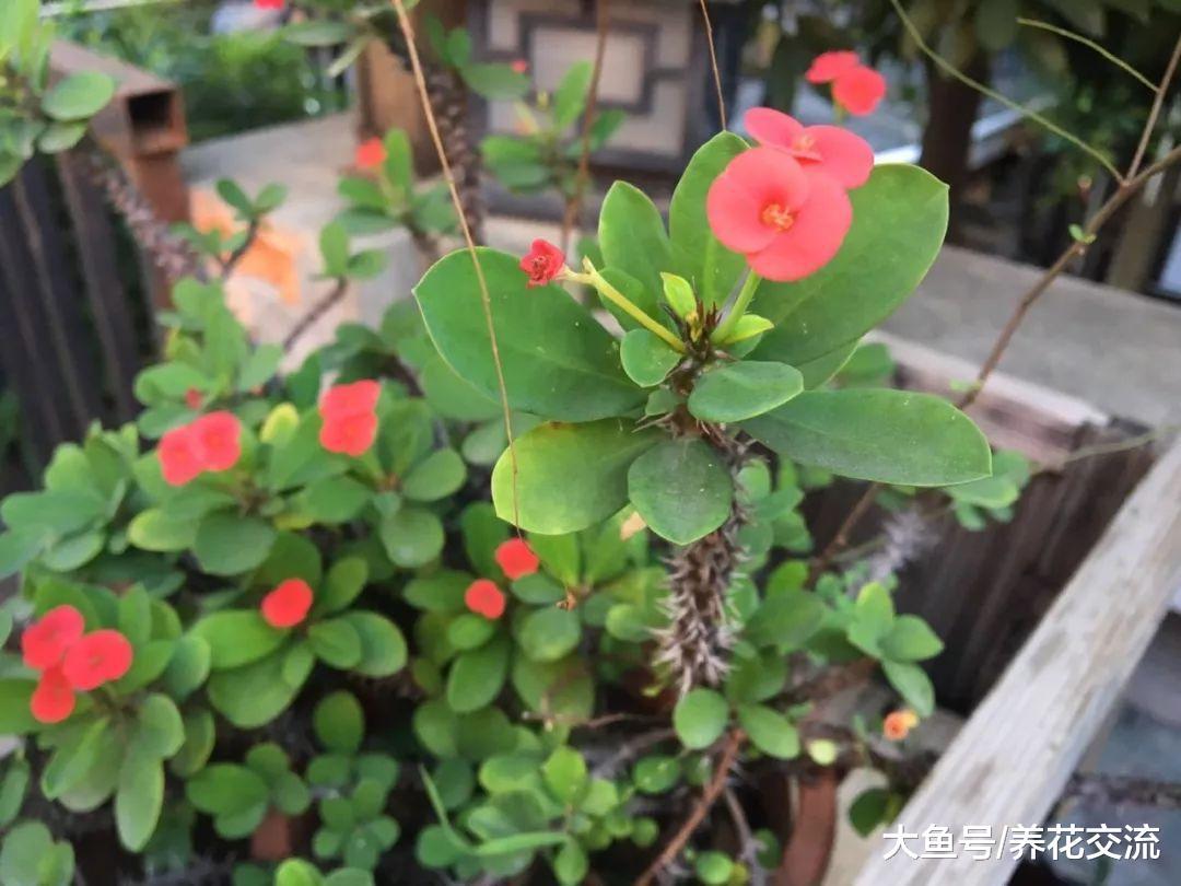 在盐碱、贫瘠的土壤中也能生长开花的铁海棠, 怎么促进多开花
