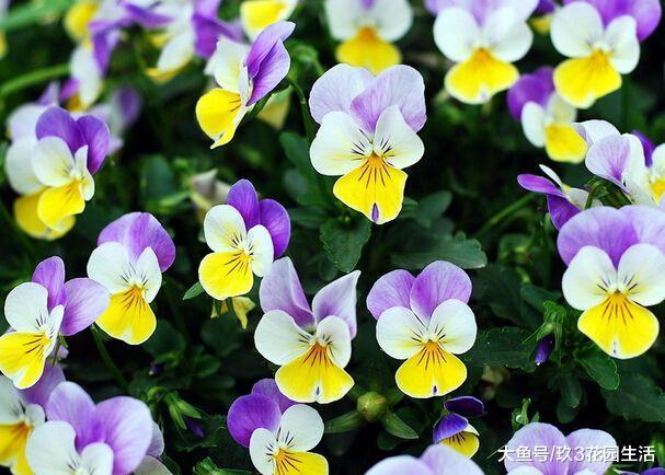 家庭养花草本植物——角堇