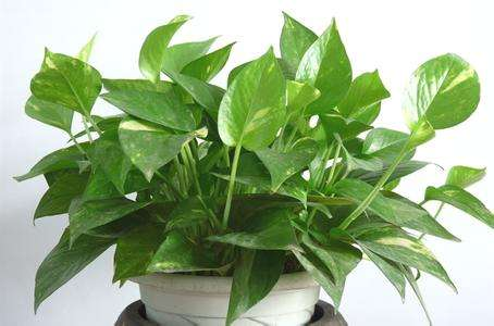 李阿姨养绿萝, 最爱浇这种水, 1个月就长满盆, 比花肥好!