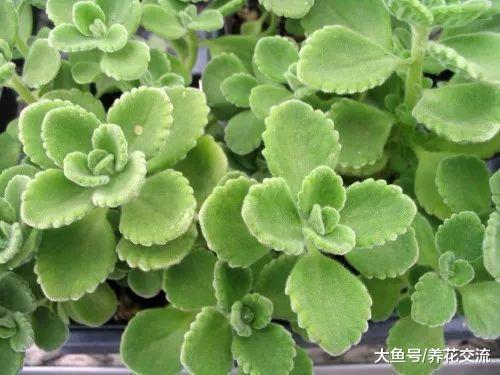 一碰就满手腻香的碰碰香, 养窗台边就能生长旺盛