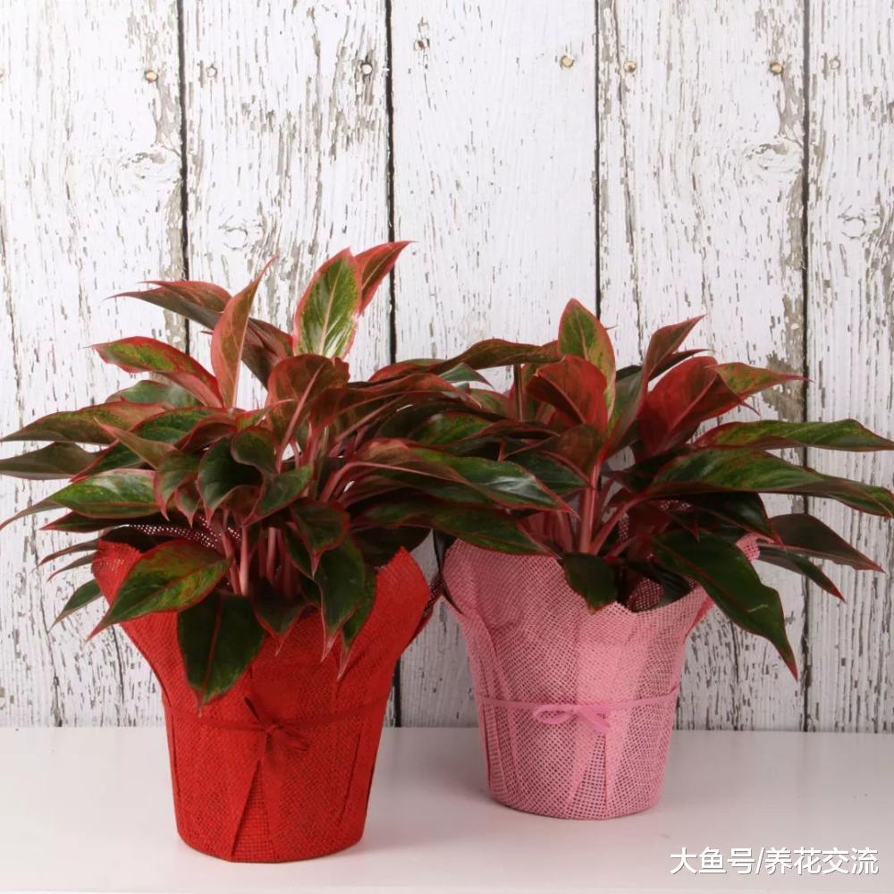 8种看起来特浪漫的观赏盆栽, 养在家里或送给朋友都很适合