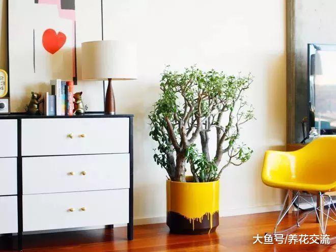 客厅的盆栽植物养护注意8个技巧, 很少还会有人将它们养死
