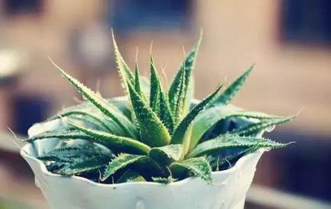 养殖的植物总是被自己摧残? 那你需要这些怎么摧残都不怕的植物了!