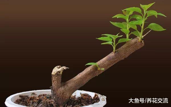 三角梅用硬木枝条扦插也能成功, 看看我家里养的盆栽三角梅