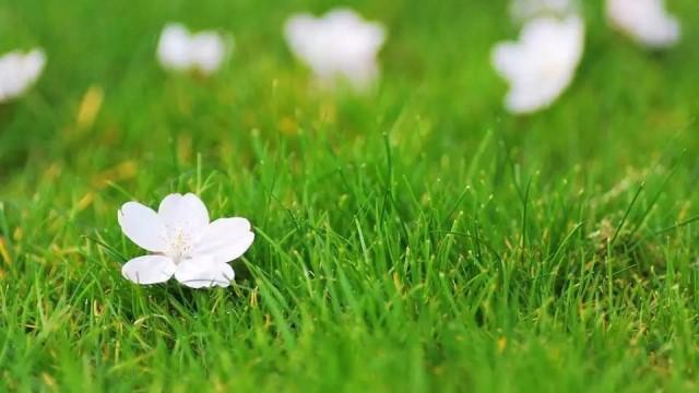 茉莉花的养殖方法