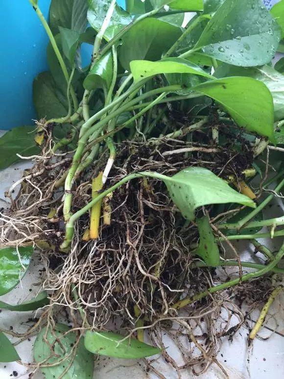 绿萝绑根绳, 一口气窜3米, 叶子比脸还大!