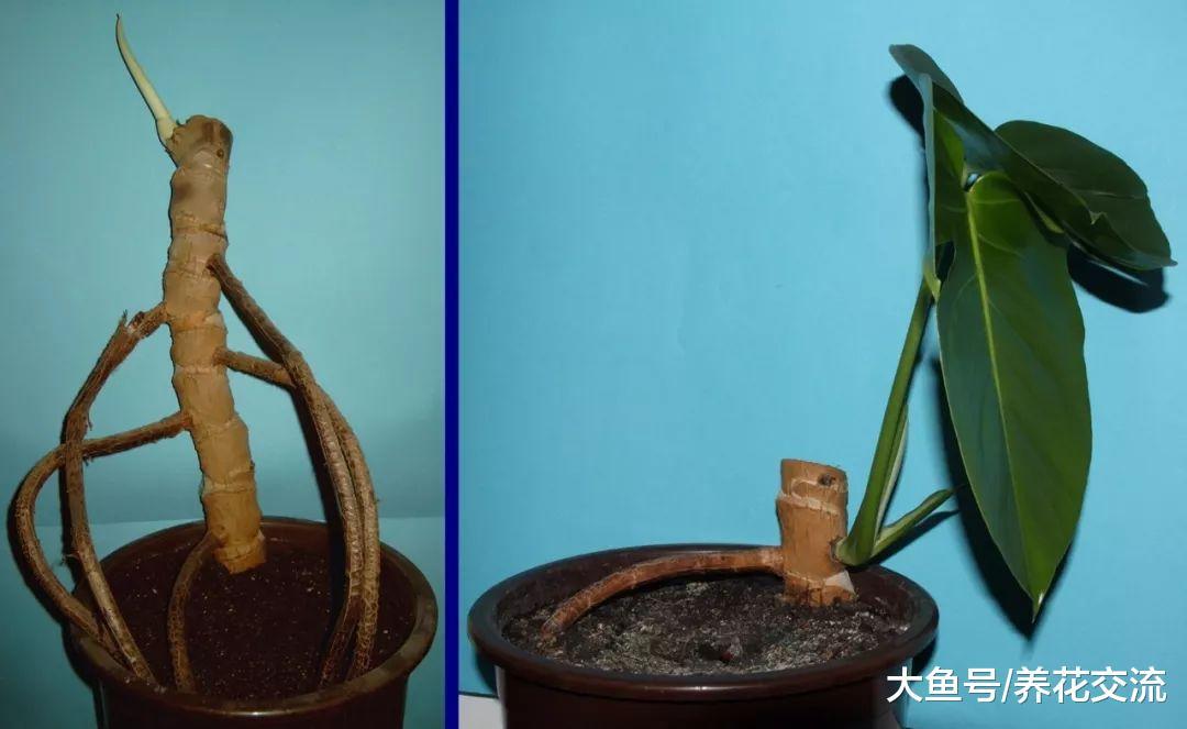 掌握下面这6个繁殖方法, 家里大部分植物都能不断复制了