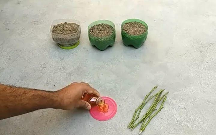 1分不花的生根水, 大爷一口气做7瓶, 抹一下3天冒白根!