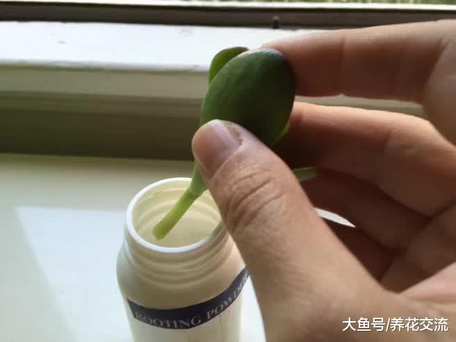 剪一段玉树的枝条快速繁殖成新的盆栽, 做好这几部就行了
