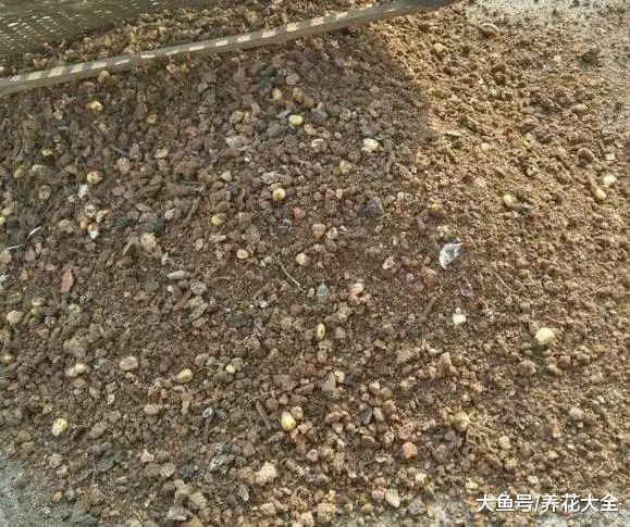 兰花就要这样养, 不但不黄叶, 还年年都有花赏!