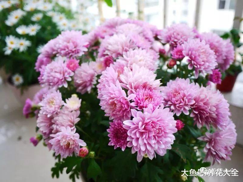 现在不养这种花, 夏天就白过了, 现在种还来得及!