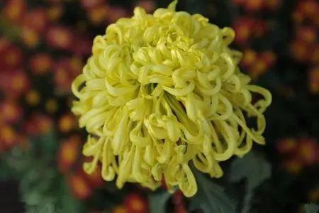 做好这几步, 控制花卉开花时间不是梦, 想几时开就几时开!