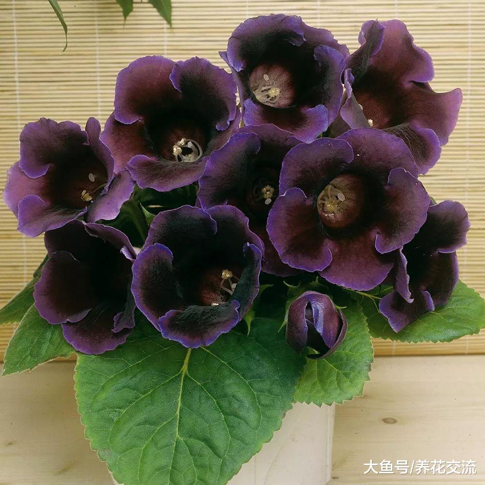 没有阳光的室内如何促进这些植物开花, 这几个技巧要注意
