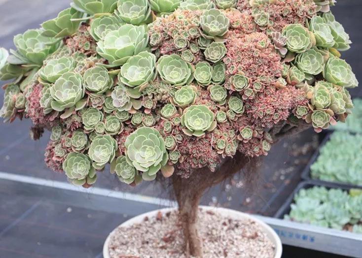 土豪的多肉大棚, 一盆上万, 连叶子也买不起啊!
