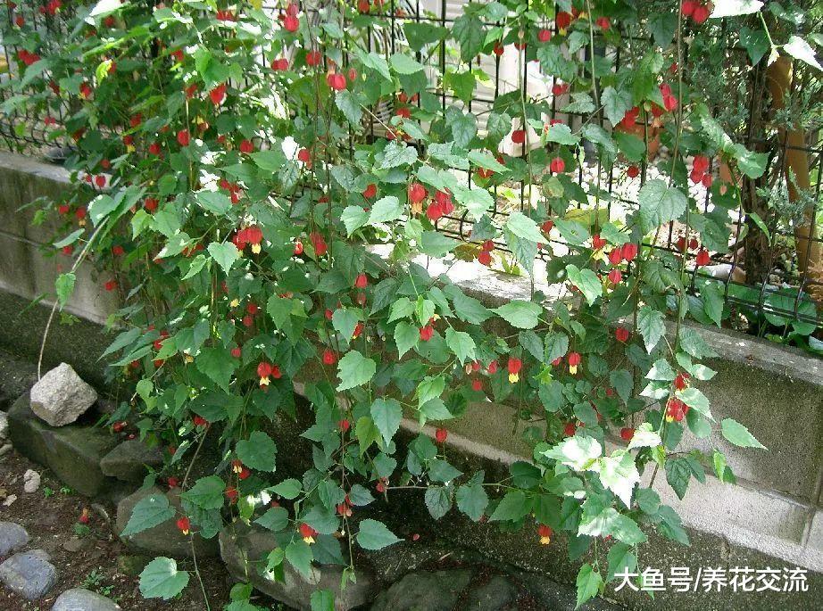 几种特别容易开花的爬藤植物, 在花盆搭设支架就能生长旺盛
