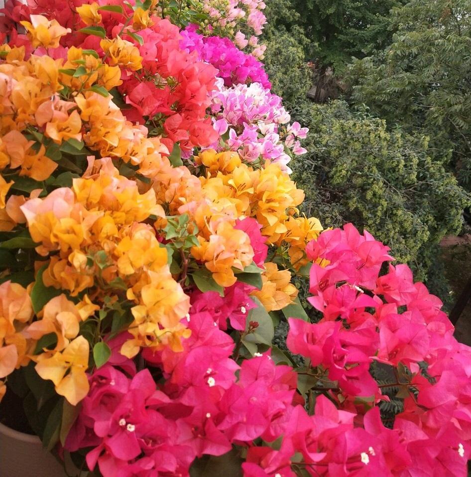 这“3种花”放阳台, 家里变成“小花园”, 花香扑鼻, 邻居都羡慕