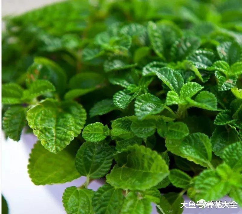 在家养一盆柠檬香蜂草, 好看又好吃, 还能防蚊虫!