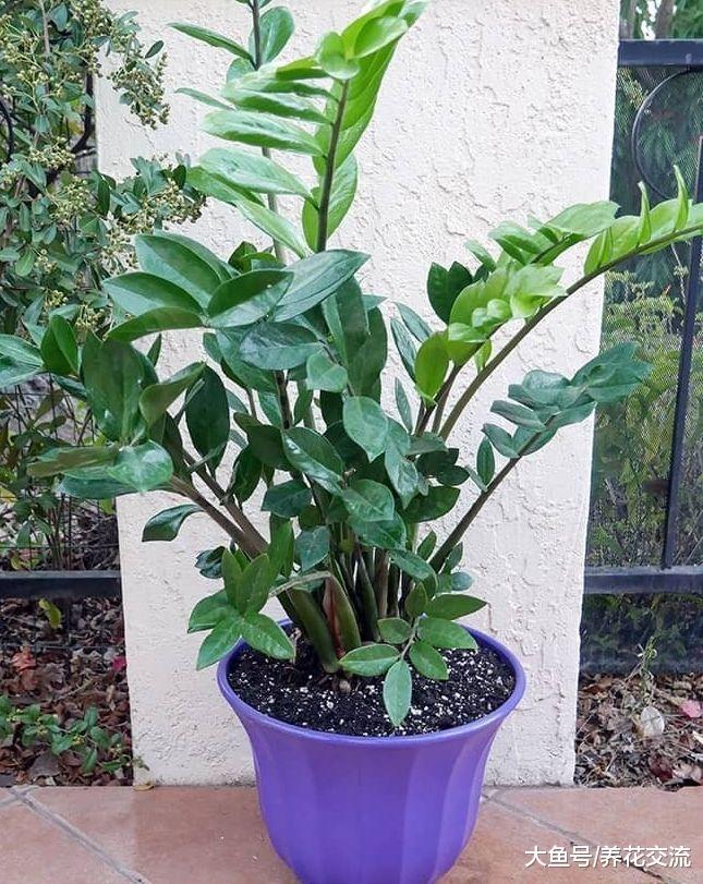 长了几年的金钱树盆栽, 一盆轻松变三盆