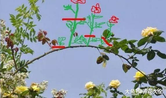 想让月季不招虫? 学会这一招, 越养花越大!