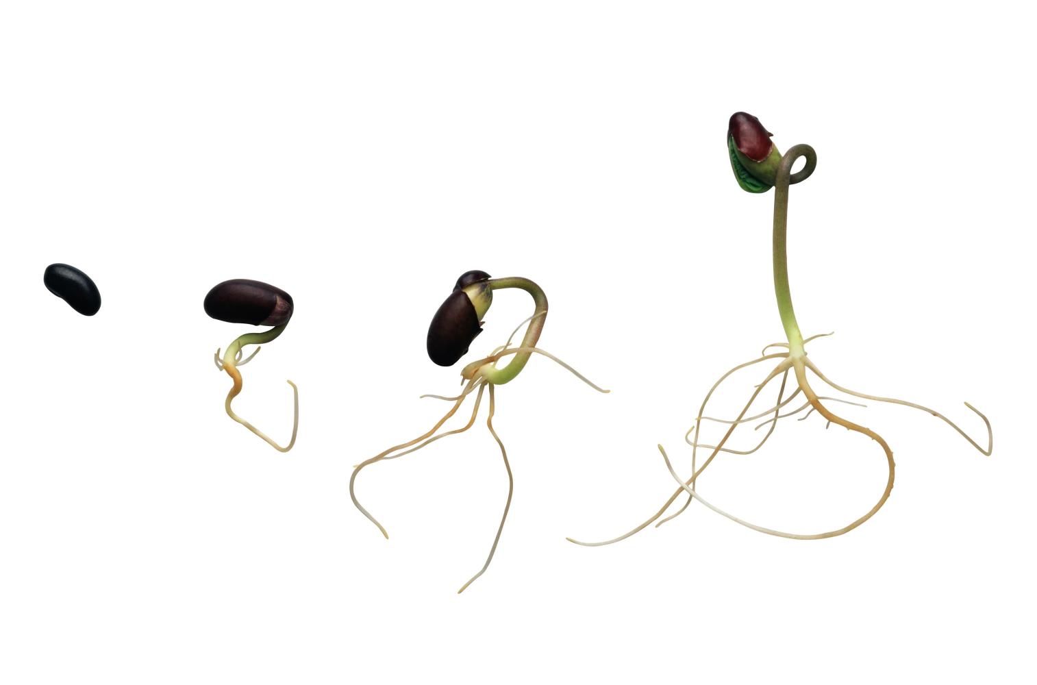 戏说植物种子为何会发芽?
