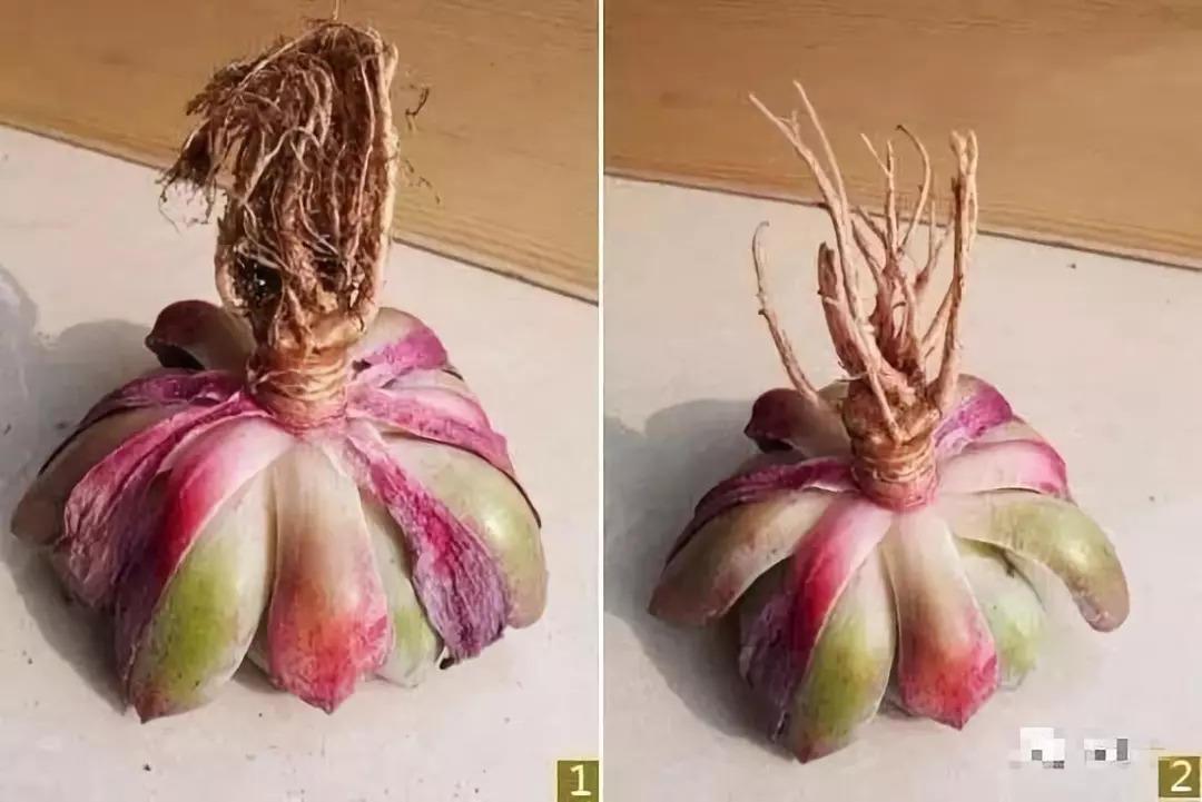 秋天一个小动作, 花多活10年, 越早知道越好!