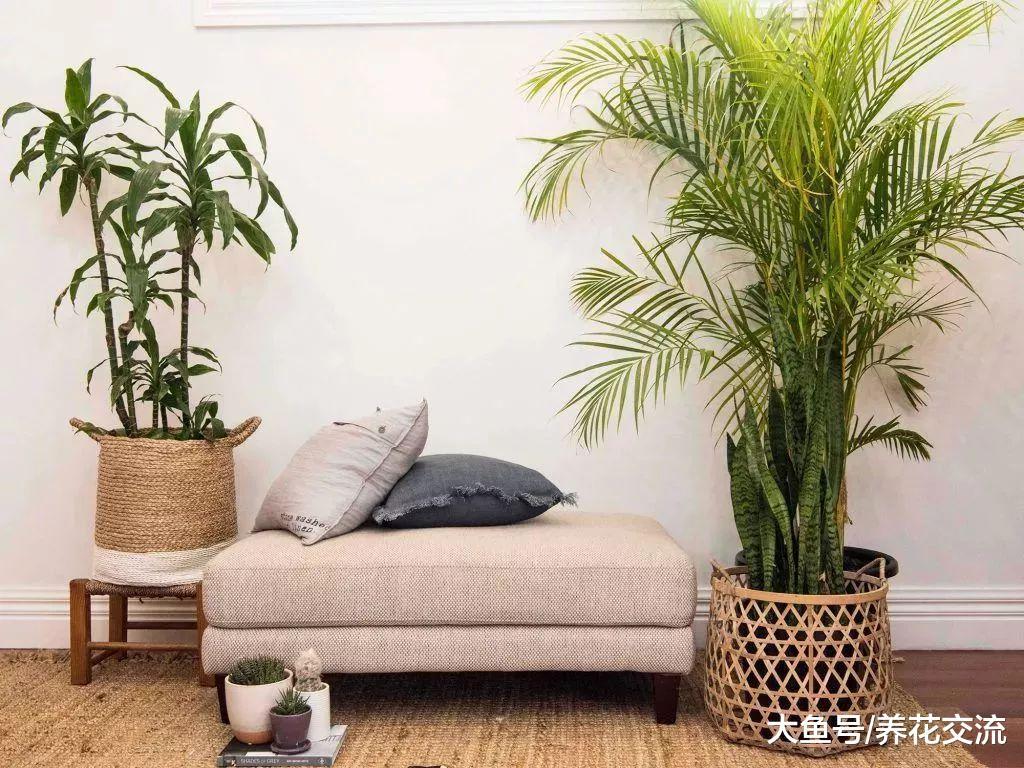 几种适合养在客厅里的大型盆栽绿植, 看起来格外大气