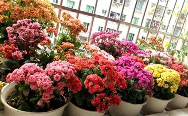 这4种花, 美艳又省心, 最适合都送给老人养!