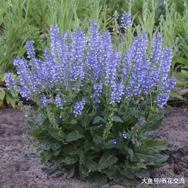 8种秋季开花特别灿烂的花卉, 整个院子都是清新的花香