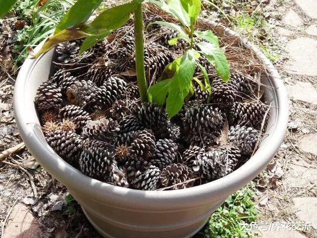 如果你家里的猫经常破坏盆栽植物, 可以用这几种方法防治