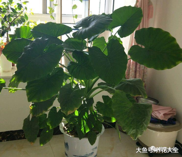 别再养虎刺梅了, 换盆这个, 好养又无害!