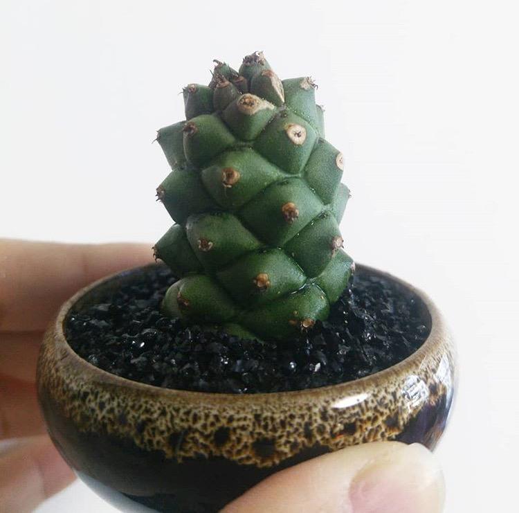 花匠说 | 从花卉市场买回的花养不活? 这样处理, 你看活不活!