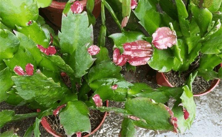 蟹爪兰叶子软塌塌? 赶紧浇点它, 猛爆花芽!