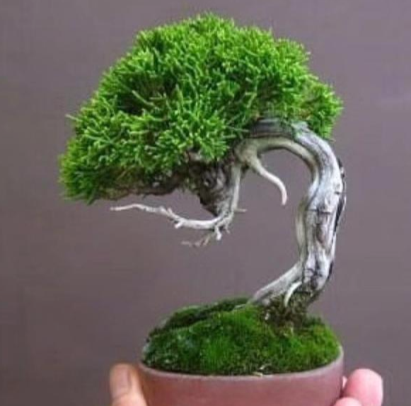 红花配绿叶, 青苔配盆栽! 给文竹盆里种上一层青苔, 颜值高了!