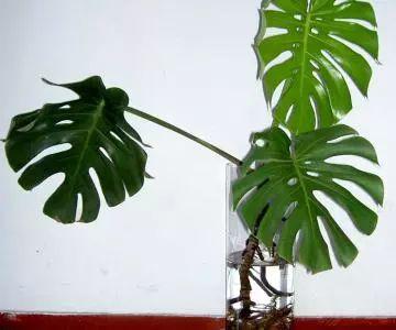 自家土培植物直接可以转成水培植物, 再也不用去买了!