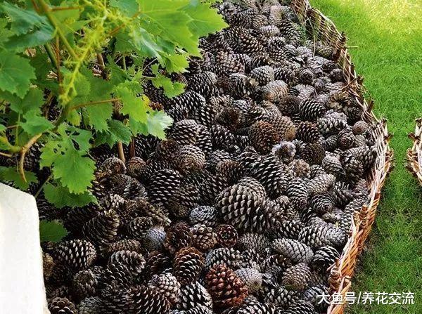 防止小猫和小狗糟蹋花卉植物, 下面这些方法都是特别实用的