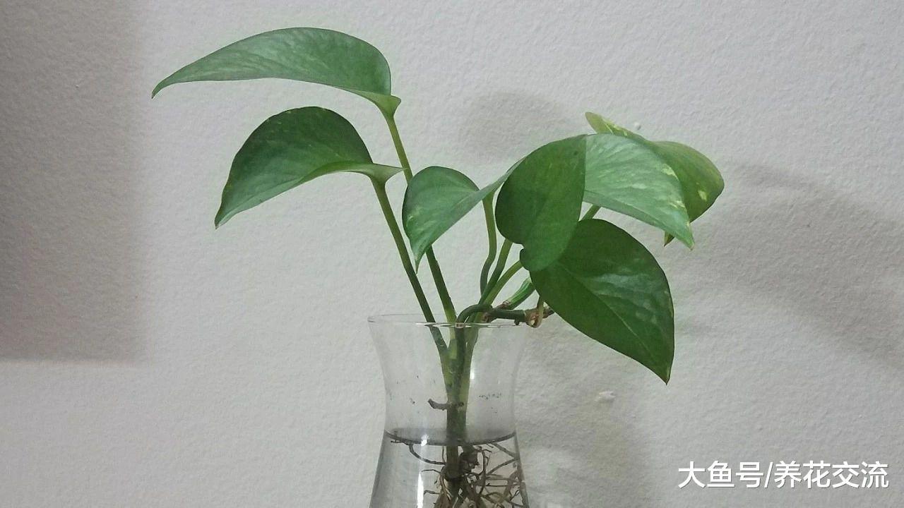 最寻常的盆栽绿萝, 没想到也有这么多的品种, 你更喜欢哪一种呢?