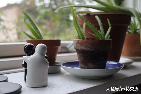 芦荟的病虫害非常少, 为啥还有这么多人养不好?