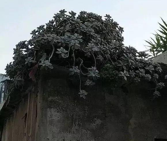 农村老家的多肉, 爬的满墙都是, 白送都没人要!
