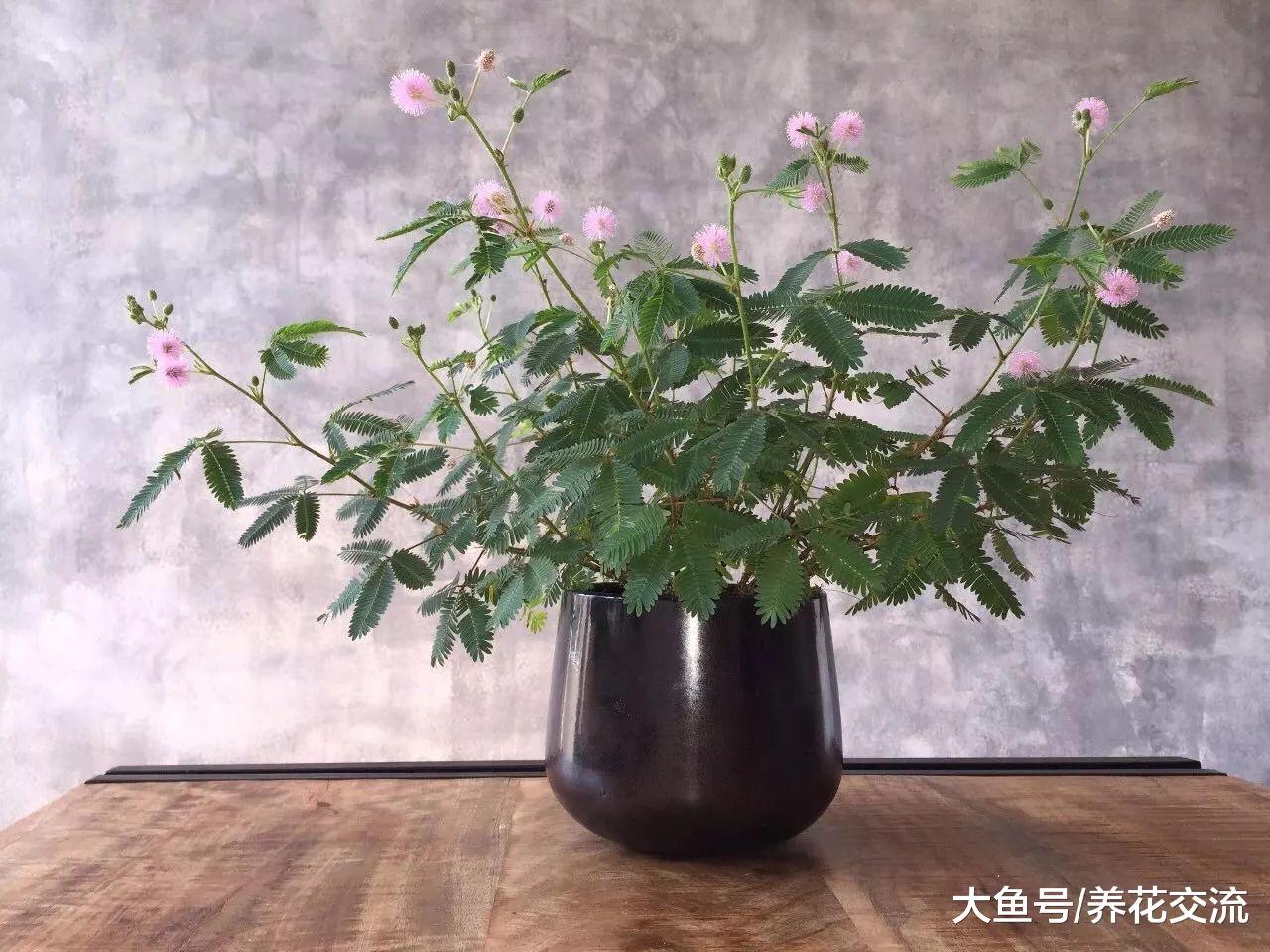 外观很别致的一些盆栽植物, 株型都是非常小巧的观赏花卉