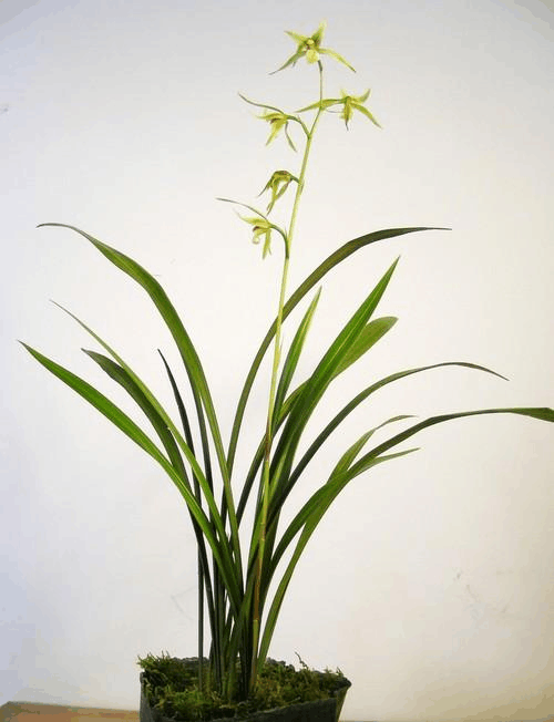 家里兰花养了2年还不开花, 注意这5点, 开花不用愁!