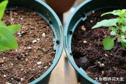 多肉越养越小? 那是你没浇对水, 赶紧看看解决方法吧!