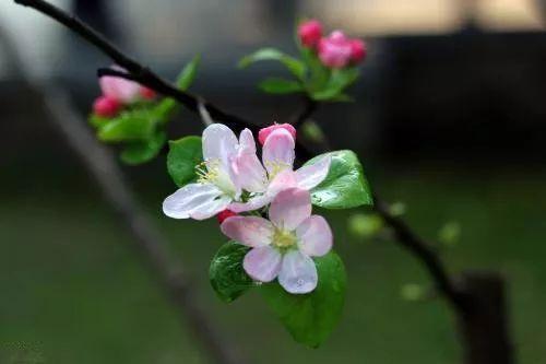 海棠花每天就知道窜个子, 不开花该怎么办? 该采取什么措施?