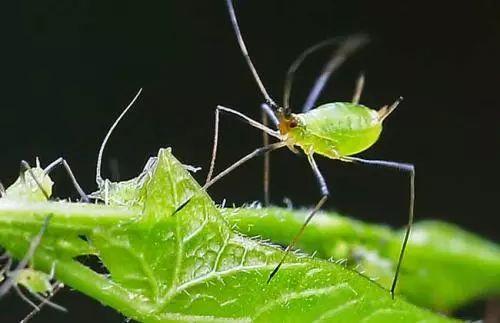 这种虫子高发季节, 盆栽招虫子要这么处理, 百试百灵!