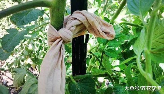 废旧丝袜、连裤袜的7个园艺作用, 让养花变得更轻松, 实用又省钱