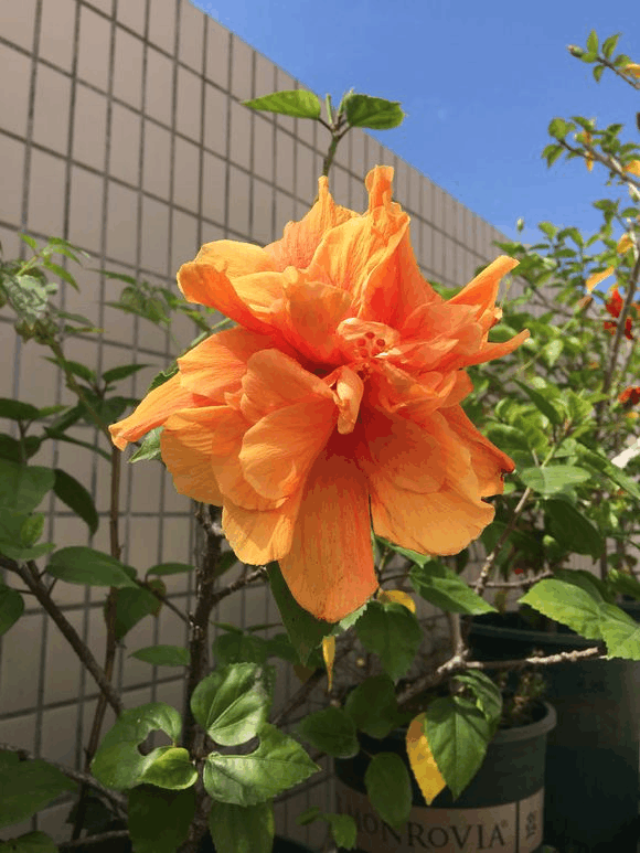 天冷了, 不如在家养盆“阳光花”, 冬天屋里“暖洋洋”!