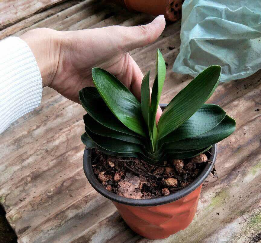 这“5种”小药片是养花必备, 一片用上, 黄叶烂根通通远离!