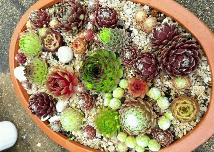 多肉养护“三部曲”, 1分钟学会, 整个冬天胖嘟嘟!