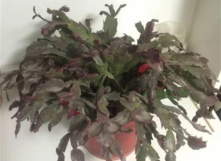 蟹爪兰盆里埋点它, 叶子肥厚油亮, 花苞止不住的冒!